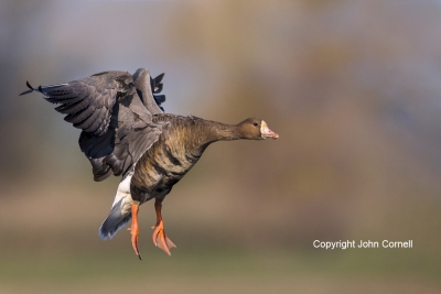 Anser-albifrons;Flying-Bird;Greater-White-fronted-Goose;One;Photography;White-fr